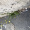 PICRIDE FAUSSE EPERVIERE. Une fissure, un peu  d'humus et voici  les sauvagines de ma rue. MONIQUE PINAULT